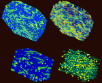 (Top left) Pseudocolored 3D reconstruction of a garnet-staurolite schist from the Picuris Mountains, New Mexico. Garnets are orange-red while the staurolite crystals are yellow-green in a blue groundmass of fine-grained quartz, feldspar and biotite. Sample is 13 cm in long dimension. (Top right) Same image with groundmass rendered semi-transparent so as to view the distribution of the garnet and staurolite crystals within the scanned volume. (Bottom left) 3D subsampled section in which the garnets appear as yellow orbs and the staurolite crystals are yellow-green in a dark-blue groundmass. (Bottom right) Same image with groundmass rendered transparent and the staurolites rendered semi-transparent.