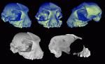 Rooneyia viejaensis is a late Eocene primate from West Texas. These reconstructions permit studies of the internal and external morphology of the skull with unprecedented detail and accuracy. (Top row) Pseudocolored 3D reconstruction of 100 0.5 mm CT slices, side, front and side views. Sample is 50 mm long. (Bottom left) Grayscale 3D reconstruction. (Bottom right) Single 100-micron CT slice through the mid-section of the skull.