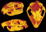 3D reconstructions of the tiny skull of Kryptobataar dashzevegi, an extinct multituberculate mammal from the Late Cretaceous of Mongolia. Specimen is 29 mm long. (Sample courtesy of Dr. Guillermo Rougier, American Museum of Natural History).