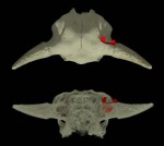 Reconstructions of a juvenile bison skull with a projectile point. The point is characteristic of the Calf Creek culture, which inhabited the southern Plains approximately 5,000 years ago. CT scans verified the authenticity of this unique specimen by allowing for thorough inspection of the damage sustained by the skull and point from impact. (Top ) 3D reconstruction of 500 1 mm CT slices, plan view. (Bottom ) 3D reconstruction with the skull rendered partially transparent. (Sample courteousy of Dr. Leland Bement, The University of Oklahoma)