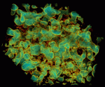 Alternate views of a 3D reconstruction of a portion of vesicular basalt showing the non-spherical nature of the bubbles and their three-dimensional connectivity. Differences in modal vesicle sizes of units from the bottom and top of basaltic lava flows preserve a quantitative record of paleoelevation at the time of eruption. When combined with geochronology on the flows, determinations of the paleoelevation yield quantitative rates of continental uplift. (Sample courtesy of Dr. Dork Sahagian, University of New Hampshire).