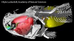 A new family (Lacantuniidae), genus and species of catfish, Lacantunia enigmatica was described by Rodiles-Hern├índez and coauthors in 2005 (Zootaxa 1000:1-24). Collected from the R├¡o Usumacinta basin of Chiapas, M├⌐xico, Lacantunia may represent an ancient group, perhaps of early Tertiary age or older. This image shows the cranial skeleton with the gas bladder (yellow), facial muscles (red) and palatine cartilage (blue). (Sample courtesy of Drs. Dean Hendrickson, Julian Humphries, Timothy Rowe and Ed Theriot, The University of Texas at Austin)