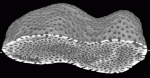 3D rendering of the modern coral Montastrea annularis constructed from 51 contiguous 0.5 mm CT scans. The denser rind of the coral appears brightest. The mottled medium-gray areas (largest in the lower left) are sponge borings. Sample is approximately 90 mm in the long dimension. (Sample courtesy of Dr. Judy Lang and Dr. Lynton Land, University of Texas at Austin).