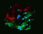 3D reconstruction of a portion of a diamondiferous eclogite from Udachnaya, Yakutia, approximately 20 mm along edge. Matrix of partially altered clinopyroxene has been rendered transparent; large porphyroblasts of garnet are translucent red; diamonds are opaque blue, and alteration zones through the sample are bright green. (Sample provided by Dr. Larry Taylor, University of Tennessee at Knoxville). Animation rotates this cube around a vertical axis, displaying an alignment of diamond crystals with the alterations zones.