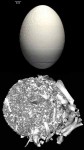(Top ) 3D reconstruction of an elephant bird egg and (Bottom ) contents of the egg. Each bone was isolated and printed on a three-dimensional rapid prototyper at 300% their actual size. The casts were then glued together to create a reconstruction of the skull. (Sample provided by Amy Balanoff, Columbia University).