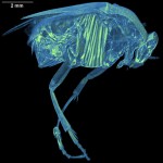 3D cutaway reconstruction of a wedge-shaped beetle, clade Rhipiphoridae. False-colored to highlight internal anatomy. Scanned using the 0.5X objective, 40 kV, 5W. Scan duration ~1 hour. (Sample courtesy of Scott Fleenor, The University of Texas).