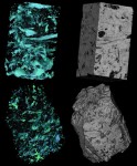 Sequence of images of 3D reconstructions of two rudist reef samples, with pore space rendered blue and green and matrix transparent (left) and complete reconstructions of the scanned volume (right). (Sample provided by Dr. Jim Jennings, Bureau of Economic Geology, The University of Texas at Austin)