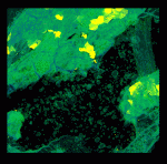 Same view as top right above, but with the red-orange matrix rendered completely transparent, showing distribution of vesicles and compact clasts. (Sample courtesy of Dr. Christian Koeberl, University of Vienna)