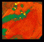 Pseudocolored 3D reconstructions of a portion of meteorite impact glass. Glassy matrix is red/orange; compact clast is green and yellow. (left) Virtual cube of sample showing folded nature of matrix and distribution of clast. (right) View of (left) looking straight down top of cube.