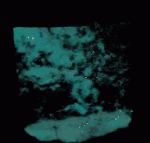 3D reconstruction of a core from the Grasberg Deposit, Irian Jaya, containing gold and chalcopyrite, approximately 6 mm in diameter. Quartzite matrix has been rendered transparent, while chalcopyrite appears green and gold particles yellow. (Sample provided by Dr. J. Richard Kyle, The University of Texas at Austin)