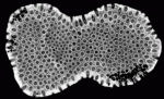 A single 0.5 mm CT scan of the modern coral Montastrea annularis. The dense rind of the coral appears brightest. The mottled medium-gray areas are sponge borings. Sample is approximately 90 mm in the long dimension. (Sample courtesy of Dr. Judy Lang and Dr. Lynton Land, University of Texas at Austin).