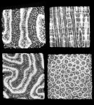 Sequence of images of 2D CT slices of cut blocks of scleractinian corals. Sample dimensions are approximately 27 mm and each was scanned with 0.1 mm slice thickness. CT scans help determine the structural elements responsible for density banding in coral, which provide information about past environmental and climatic conditions. (Samples provided by Dr. Richard Dodge, Nova Southeastern University)