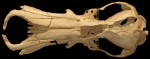 Obdurodon dicksoni is the oldest unequivocal member of crown Monotremata (platypus and echidnas), the egg-laying mammals. Collected from the middle Miocene of Queensland, Australia, this specimen is the only known skull of Obdurodon. In 2006, Macrini and coauthors (Journal of Morphology 267:1000-1015) published a study using CT data to examine the cranial cavity of this unique specimen and to compare it to those of other monotremes. (Sample courtesy of Dr. Michael Archer, University of New South Wales)