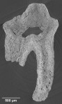 Single slice through a tooth of Morganucodon from the Trias Fissure, Glamorgan, South Wales. Scanned using the 4X objective, 60 kV, 8W. Scan duration ~5 hours. (Sample courtesy of Dr. Timothy Rowe, The University of Texas).